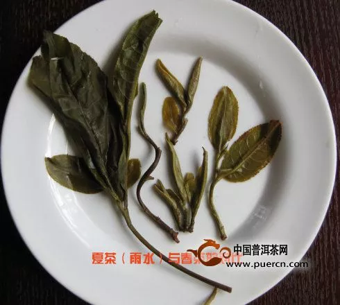 看图来辨别普洱茶原料春、秋、夏（雨水料）