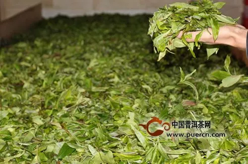 2014，不是所有茶都叫古树茶！