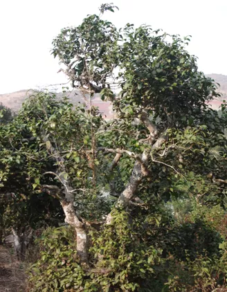 罂粟和战争蒙尘的果敢古茶树