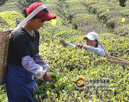 2014年南涧县春茶喜开采