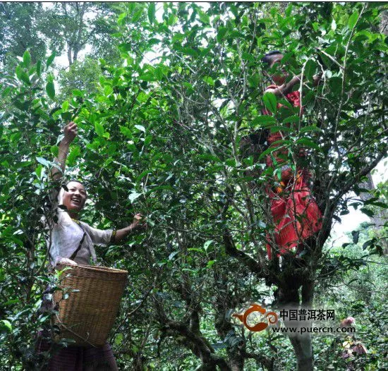 古韻飄香：感受景邁山上的茶時(shí)光