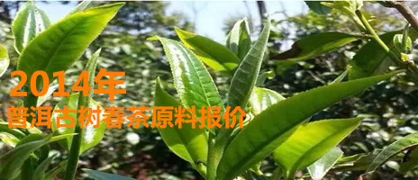 2014年普洱春茶古树茶原料报价（3月14）