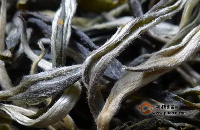 曼松古树茶每公斤报价1.6万3天飙涨6000元 