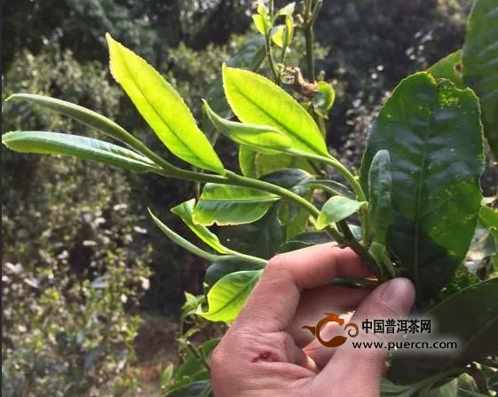 2014年普洱茶山一个茶农如何日赚万元