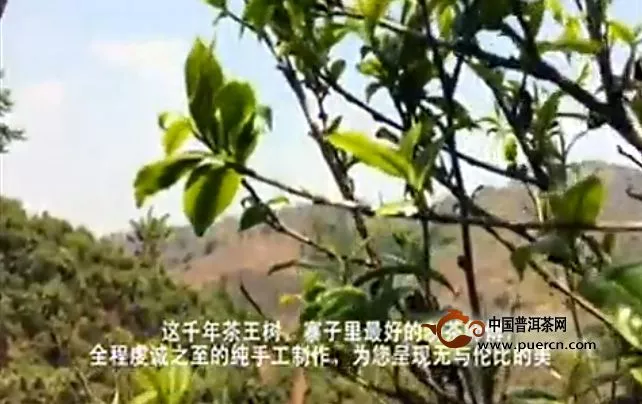 【视频】雨林古茶坊勐宋千年茶王树