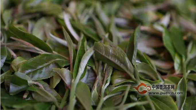 布朗山上拉祜族世代守护的古茶园——班盆古树茶