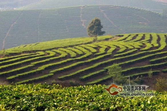 云南的原始物种的茶树分为三个代级