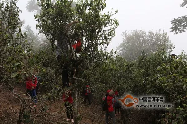 勐海國(guó)皓茶人茶山行之勐宋茶山