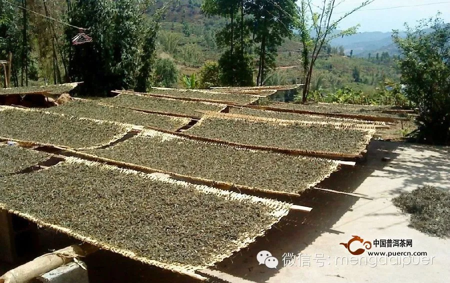 勐傣普洱古树茶采摘、制作工作展开
