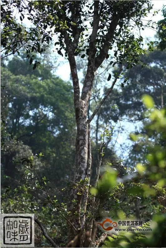 歲月知味帶你進(jìn)入易武古茶山秘境彎弓