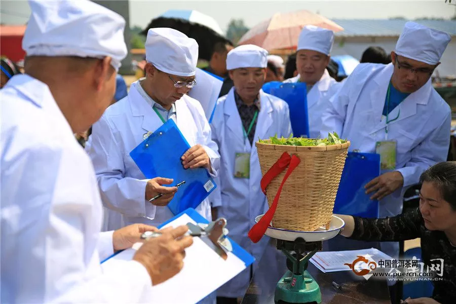 第六届“勐海茶王节”于昨天举办