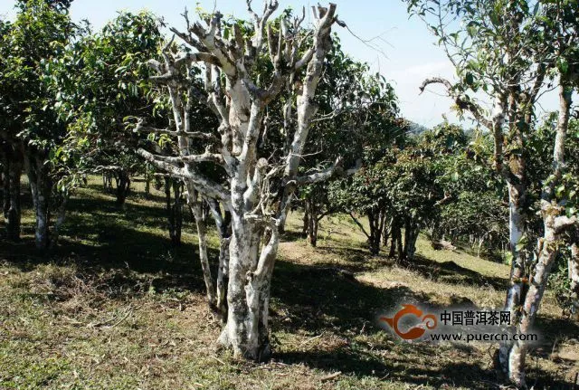 賀開古茶園是開發(fā)還是破壞？