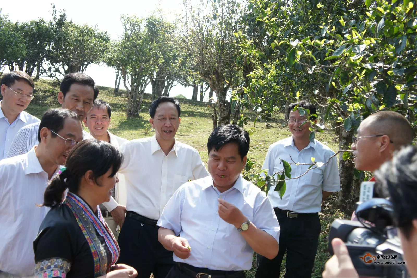 賀開古茶園是開發(fā)還是破壞？