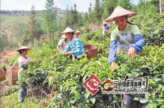 中华茶商临沧行引海内外客商首日19个项目签约41亿
