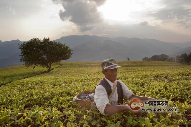 【圖閱】班章茶之變