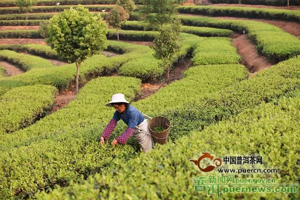 【圖閱】普洱生態(tài)有機(jī)茶受青睞