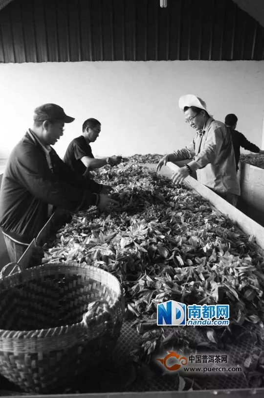 杨世华，普洱茶人用茶创造乐活理想国