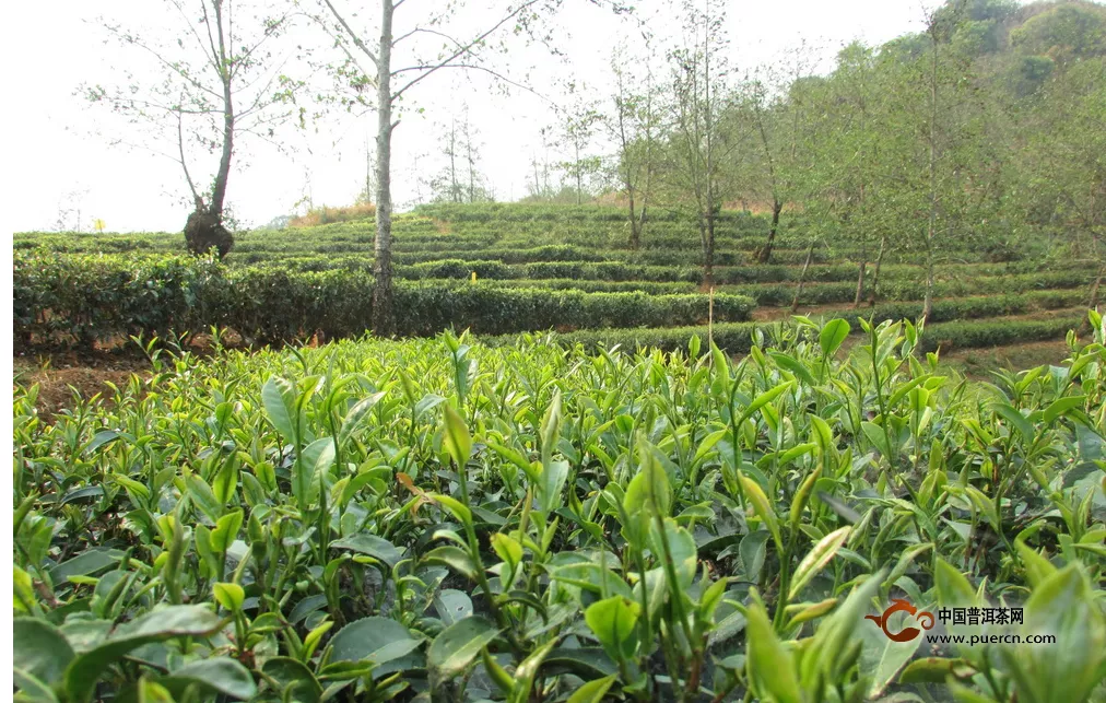 沧源自治县2014年第一季度茶产业发展态势良好