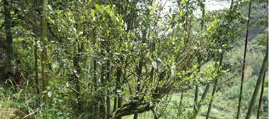 安溪发现野生茶树群 约有上百年历史(图)