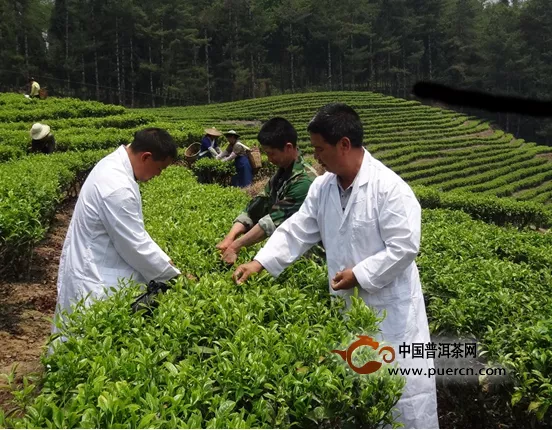 梁河县农业局严把茶叶安全生产第一关