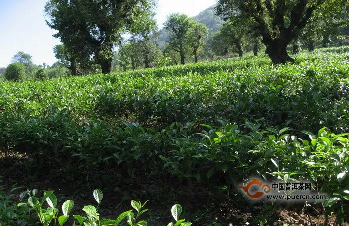 安溪鐵觀音春季開采，“氧吧茶”成搶手貨