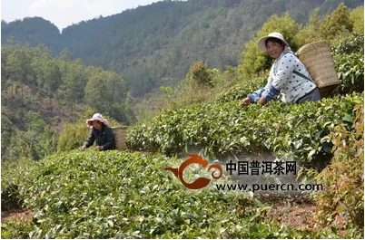 永平县大坪坦村的村民在采摘春茶