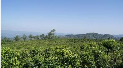 鳳慶縣峽山茶業(yè)通過(guò)有機(jī)茶認(rèn)證 