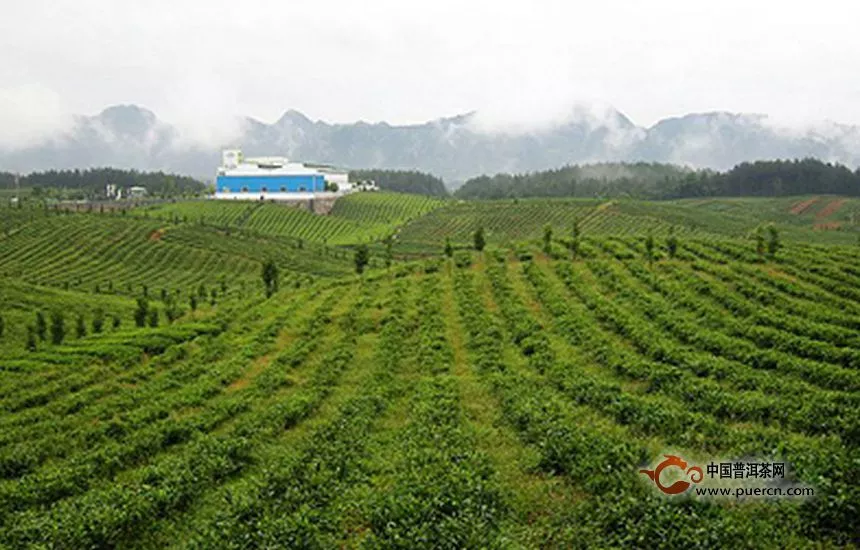 从古茶树之乡到黔茶发源之地，找寻贵州茶的踪迹