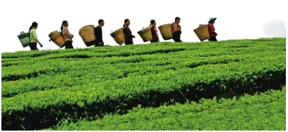 遵义茶叶让茶农增收-茶园被茶农们誉为“绿色银行”