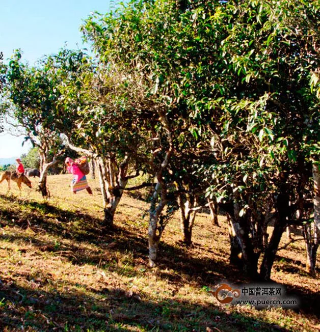 瀾滄古茶“名山名品”之曼弄?純粹