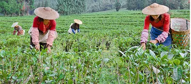 勐弄乡受地震影响，茶叶收购量同期相比减少了30%