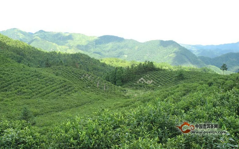 有一種茶叫云峰