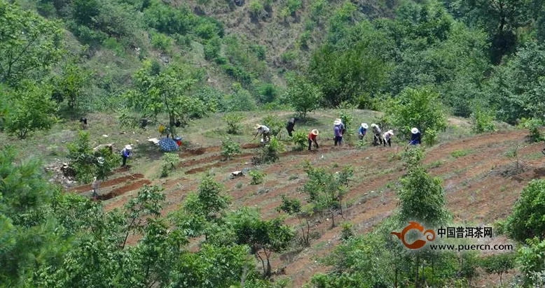 平掌乡成立了茶叶种植领导小组，扶持农民新植茶叶