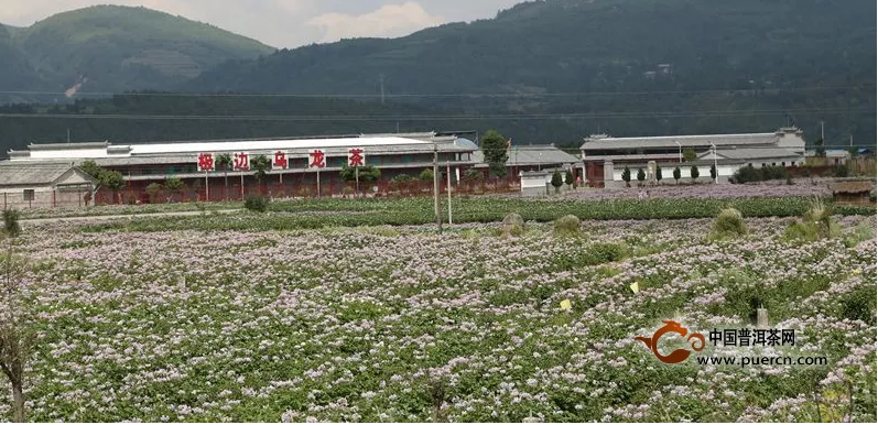 腾冲县极边乌龙茶厂房成了花的海洋