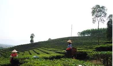 耿马茶叶产业发展同比增33 % 