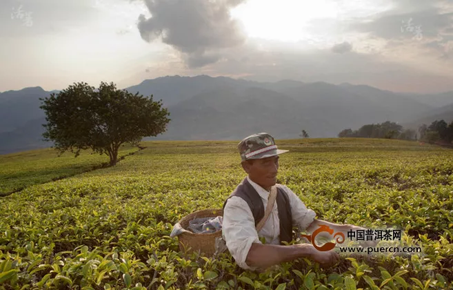 班章茶的暴利，让当地村民积累了大量财富之变