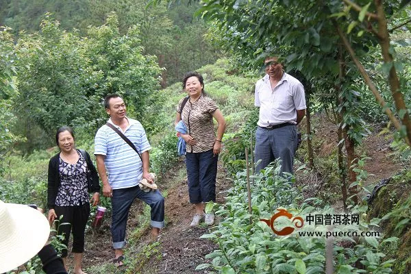 科技人员到南涧指导茶树新品种农业协作试验示范工作