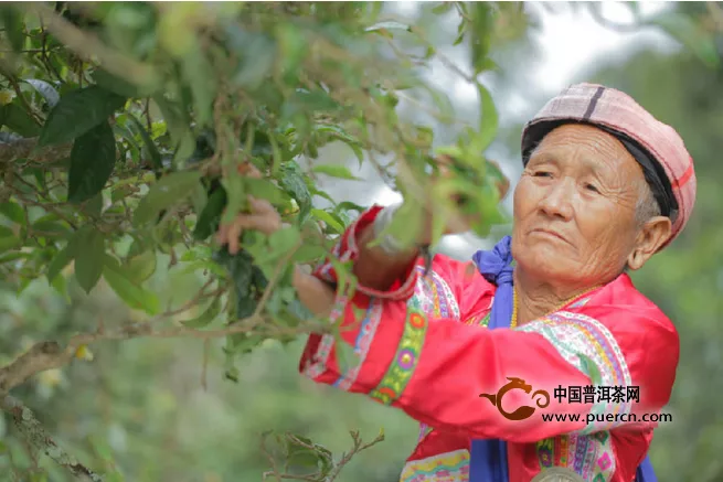 野生茶、台地茶、乔木茶、古树茶之别