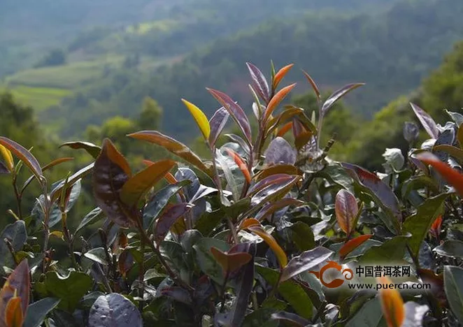紫娟普洱茶有什么功效呢？