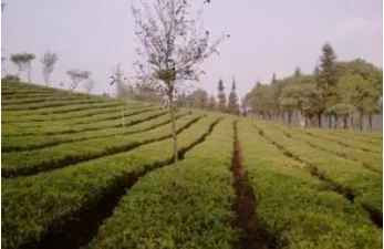 云南大叶种茶树和特大叶种茶树