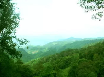 云南大葉種茶樹和特大葉種茶樹