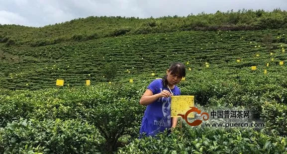 南涧县全国茶叶生态栽培技术示范项目顺利推进 
