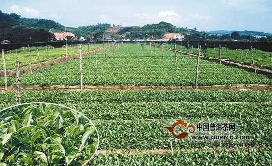 2014普洱市茶树苗木繁育推广为无性系良种茶园起到带动作用