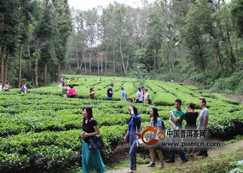 喜迎全国百佳茶馆来滇红集团欢聚探讨茶馆业、茶产业的未来发展
