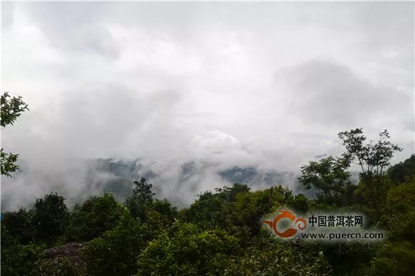 2014中茶普洱茶山之旅:景迈山原料中心