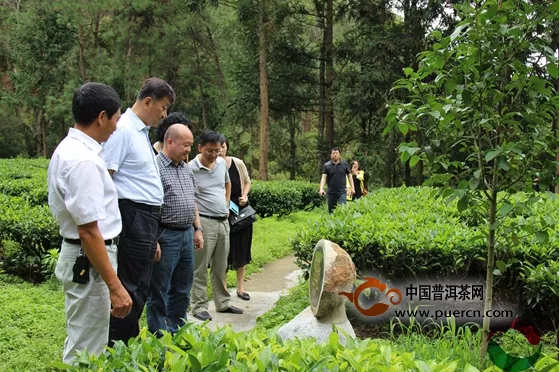 中国茶叶流通协会常务副会长和相关领导深入滇红集团参观调研
