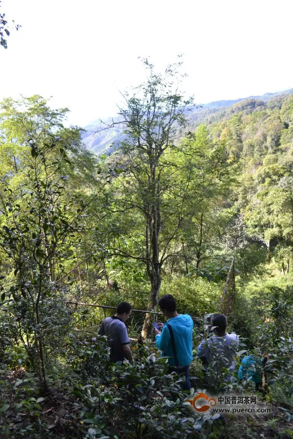 2014年中茶普洱·茶山之旅：易武