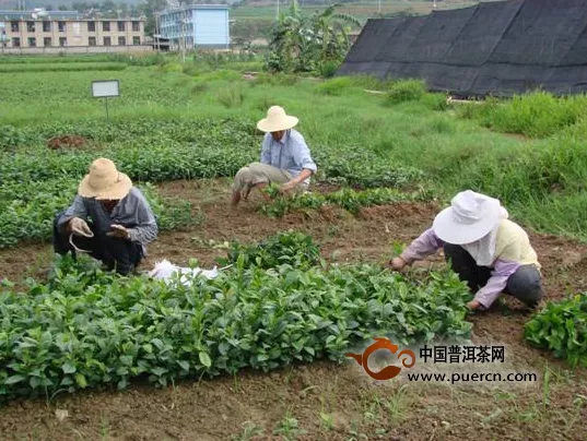 2014双江县茶叶基地建设工作全面启动 