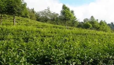 2014永德县重视茶叶发展,制定茶产业发展配套政策和措施