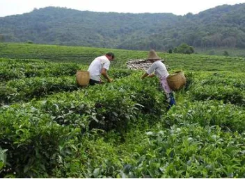 2014景洪市勐旺乡大力扶持优质茶叶种植 